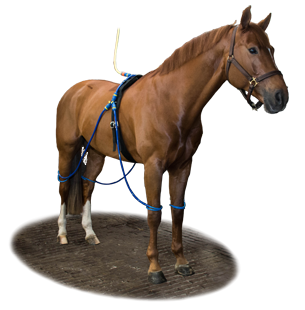 Equine Legcooler