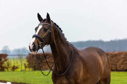 Trust Rotterdam Large Patent Crank Noseband Headstall
