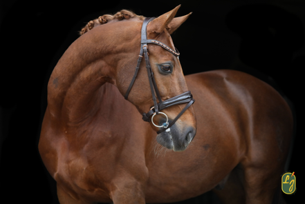 LJ Leathers Headstall Rose Crank Noseband With Patent Rose Gold