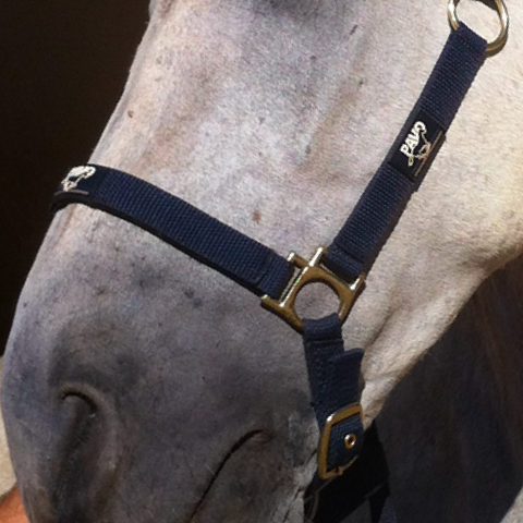 Animaderm Cutene 200ml