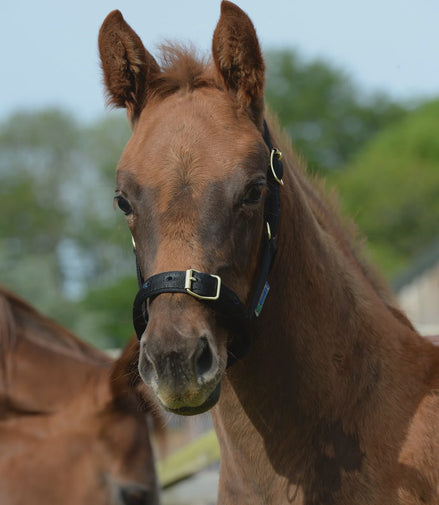 Bucas Fohlenhalfter Dublin