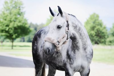 Licol Eskadron à double épingle en fausse fourrure, complet, platine 24