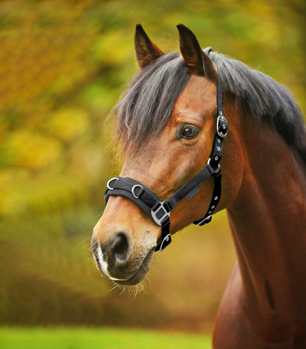Waldhausen Economic Lunge Halter