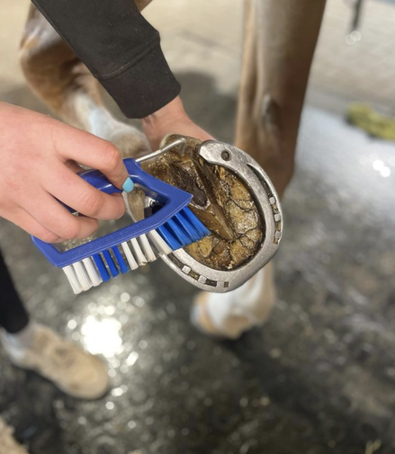 Kelcie Hufkratzer + Bürste Blau