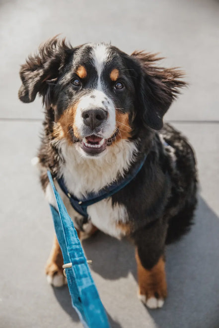 Kentucky Dog Leash Velvet Adjustable