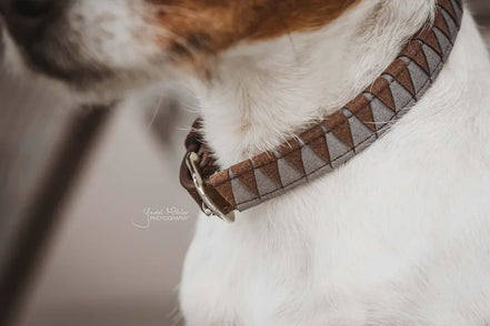 Kentucky Leiband Hond triangle