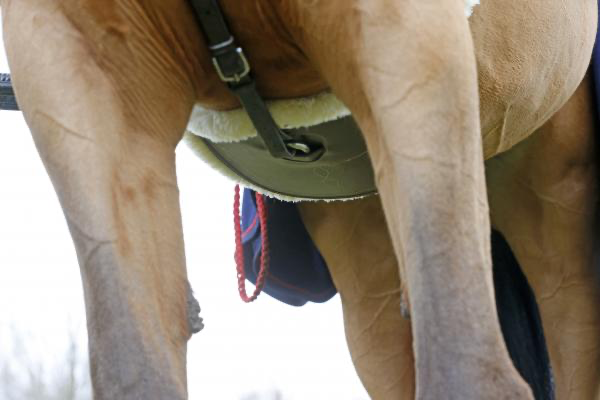 Kentucky Sheepskin Springsingel