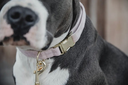 Kentucky Hondenhalsband Velvet