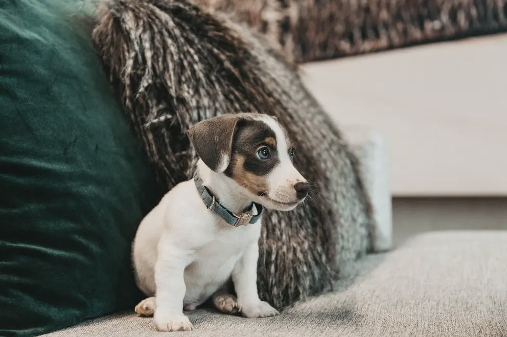 Kentucky Hondenhalsband Velvet