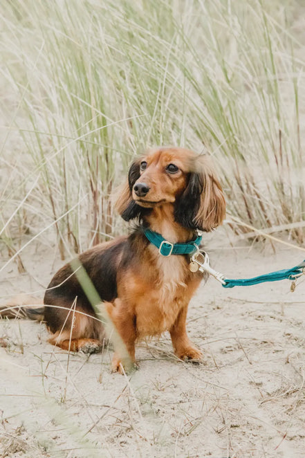 Kentucky Hondenhalsband Velvet