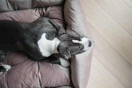 Kentucky Hondenmand Velvet