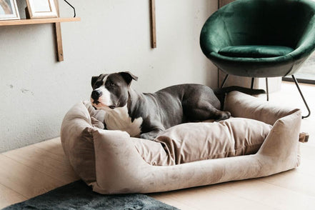 Kentucky Hondenmand Velvet