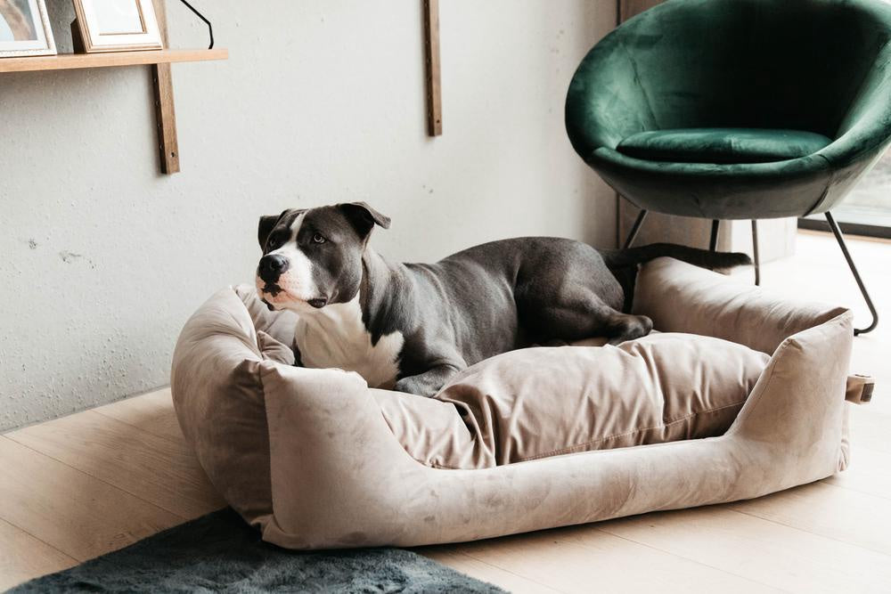 Kentucky Hondenmand Velvet