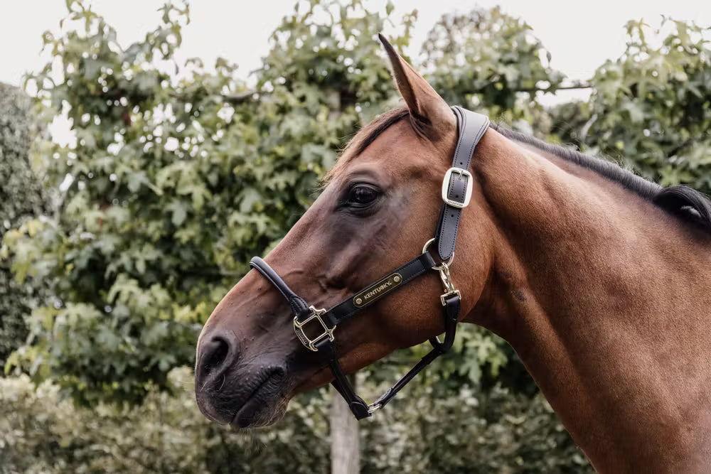 Kentucky Anatomische Leder Halster