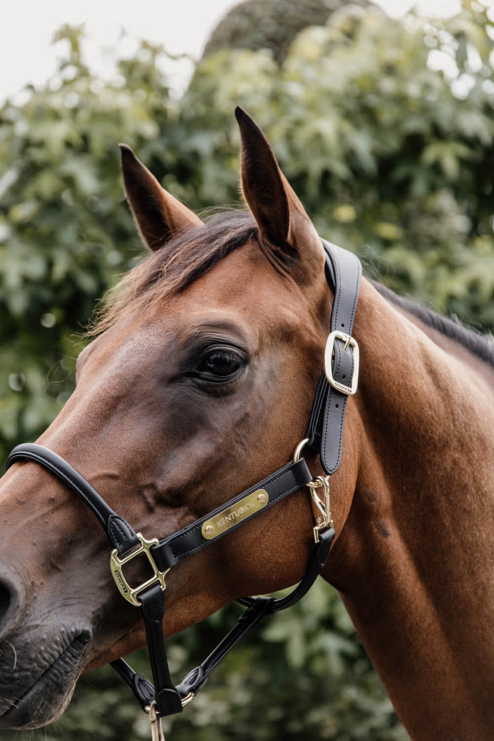 Kentucky Anatomische Leder Halster