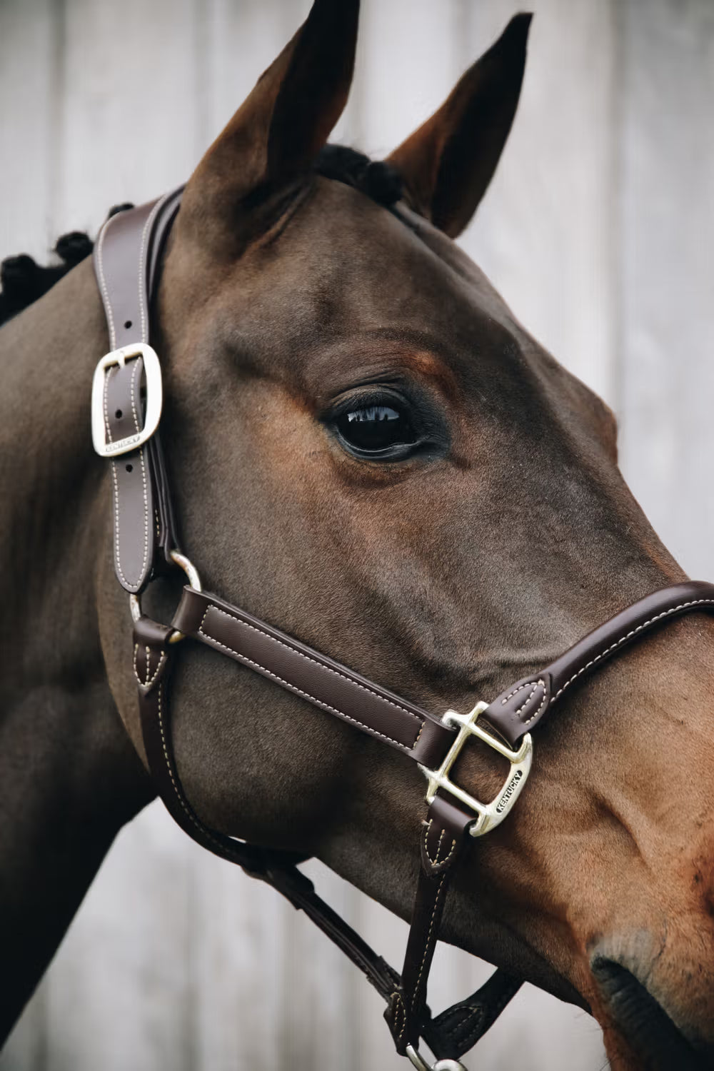 Kentucky Anatomische Leder Halster