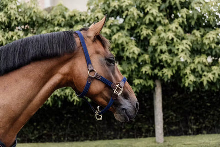 Kentucky geflochtenes Nylonhalfter