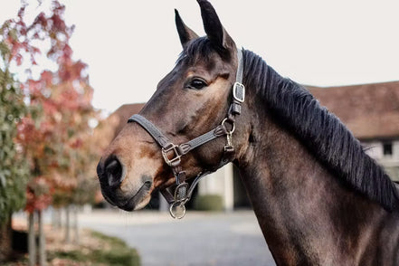 Kentucky geflochtenes Nylonhalfter