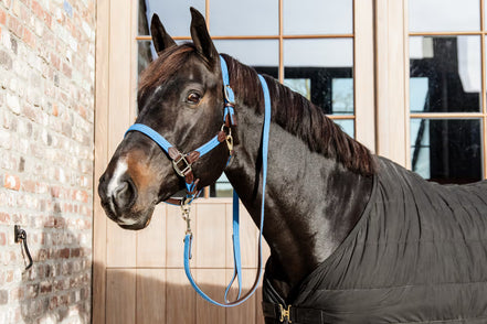 Kentucky geflochtenes Nylonhalfter