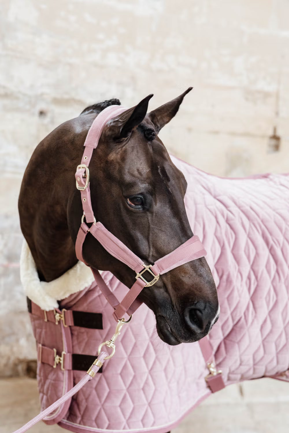 Kentucky Lead Rope Basic Halstertouw Sterk en Betrouwbaar Touwen - Maddelin Equestrian Kentucky