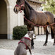 Kentucky Lead Rope Basic Halstertouw Sterk en Betrouwbaar Touwen - Maddelin Equestrian Kentucky