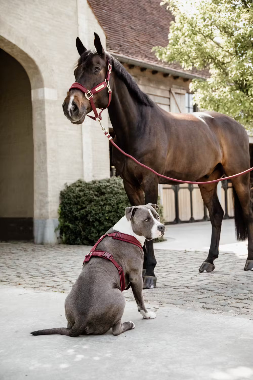 Kentucky Lead Rope Basic Halstertouw Sterk en Betrouwbaar Touwen - Maddelin Equestrian Kentucky