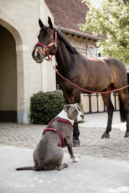 Kentucky Halter Rope Basic