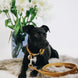 Kentucky Dog Leash Velvet – detailfoto 4