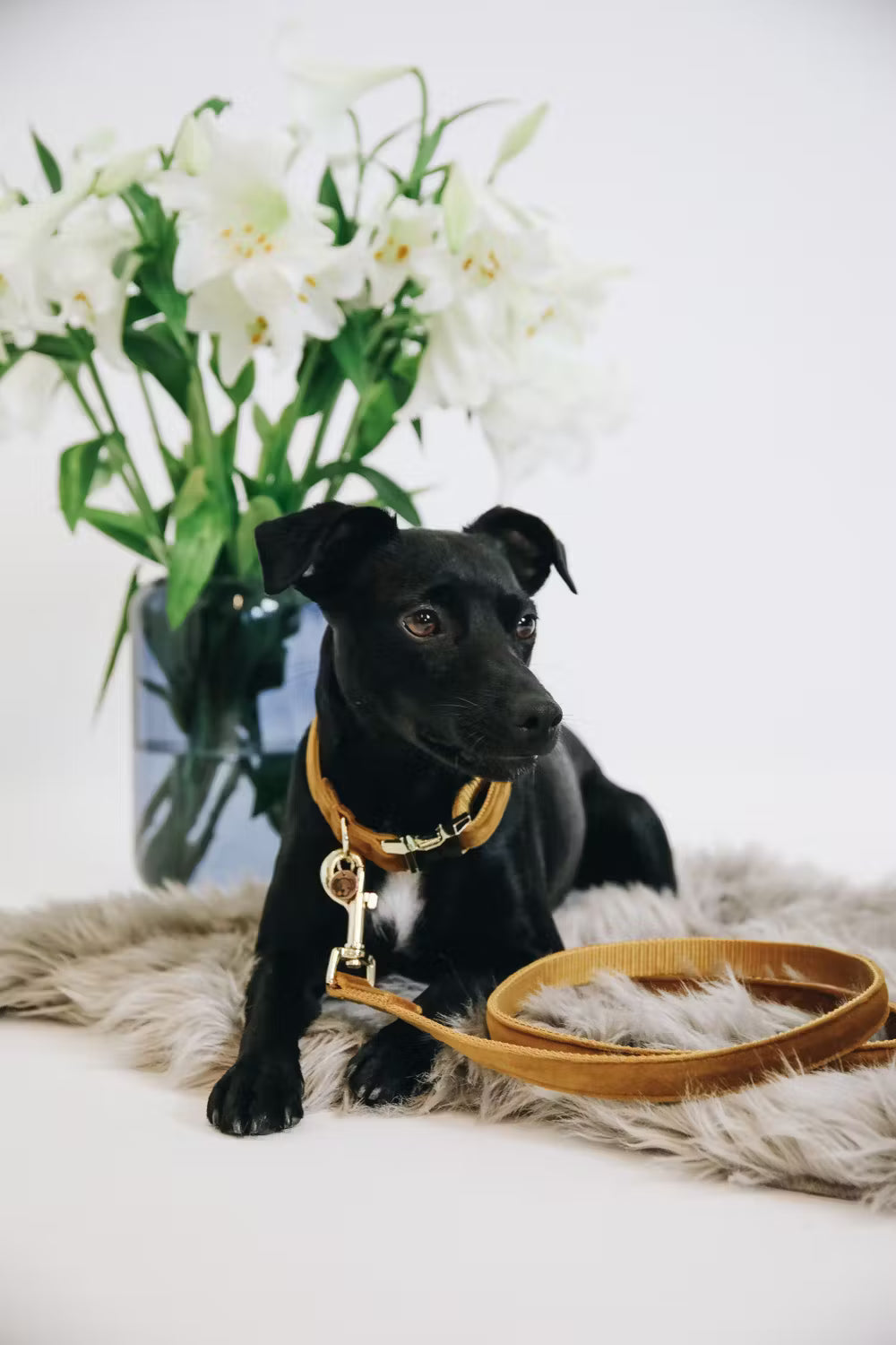 Kentucky Dog Leash Velvet – detailfoto 4