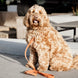 Kentucky Dog Leash Velvet – detailfoto 8