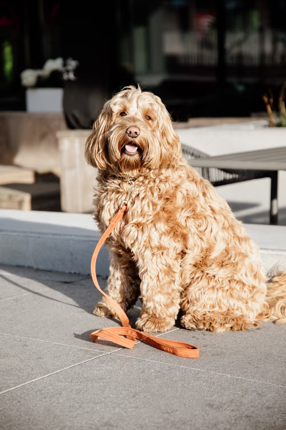 Kentucky Dog Leash Velvet – detailfoto 8