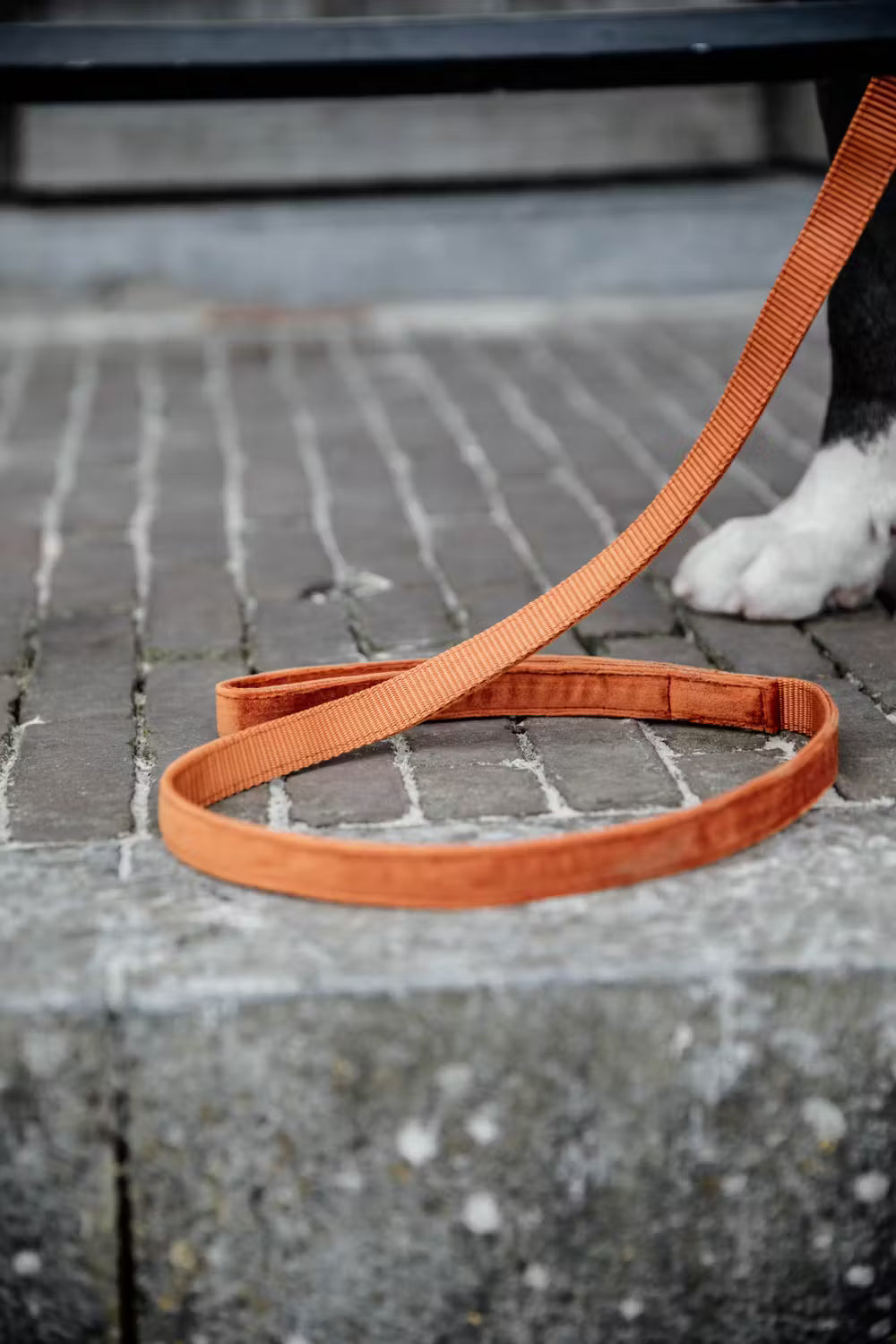 Kentucky Dog Leash Velvet – detailfoto 5