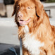 Kentucky Dog Leash Velvet – detailfoto 6