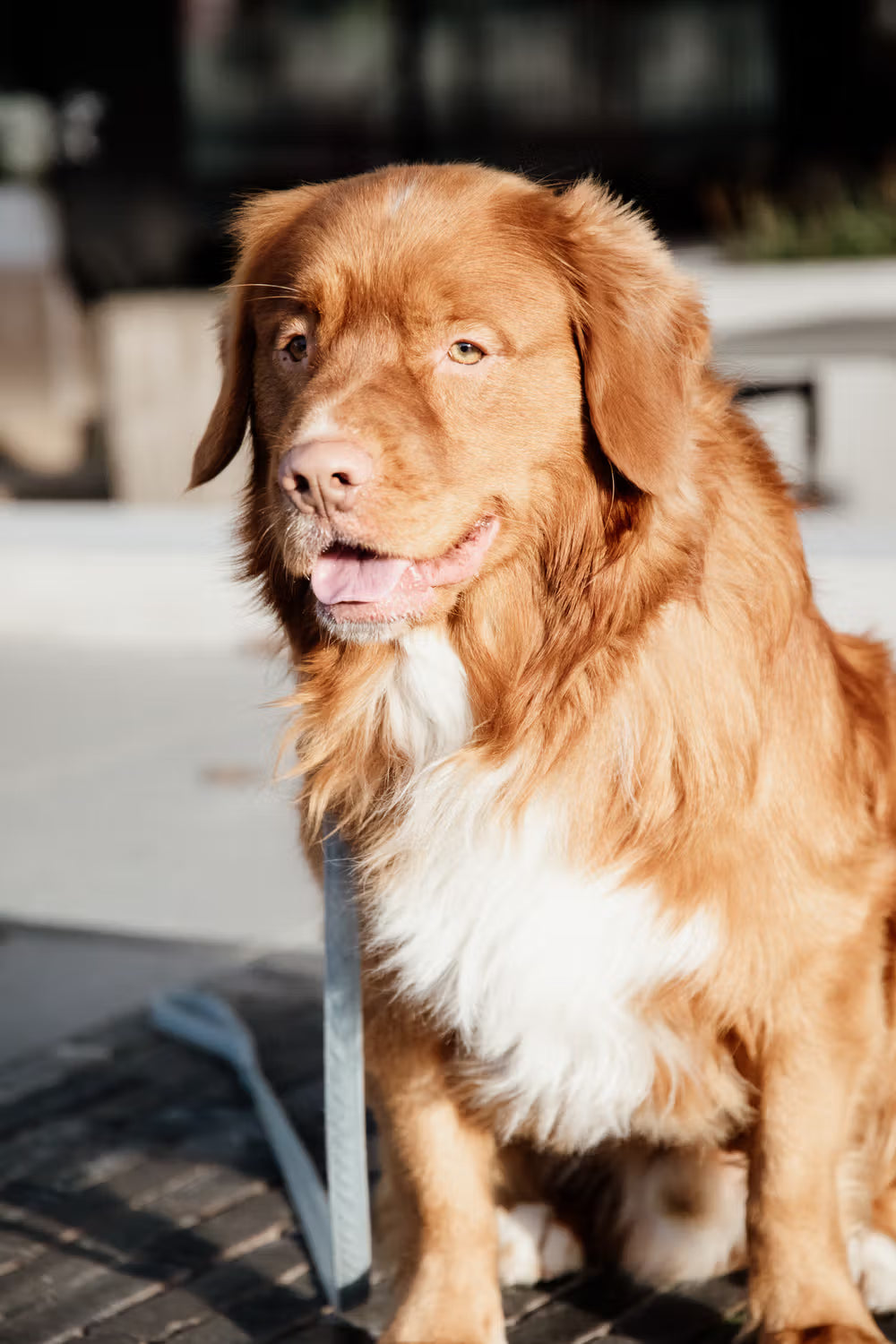Kentucky Dog Leash Velvet – detailfoto 6