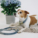 Kentucky Dog Leash Velvet – detailfoto 7