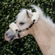 Kentucky Leder halster + wol (afneembaar) – detailfoto 3