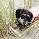 Kentucky Dog Coat Waterdicht 160gr – detailfoto 3