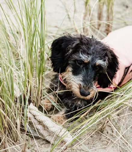 Kentucky Hundemantel, wasserdicht, 160 g 