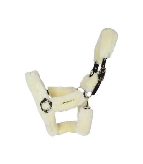 Licol de transport en laine du Kentucky