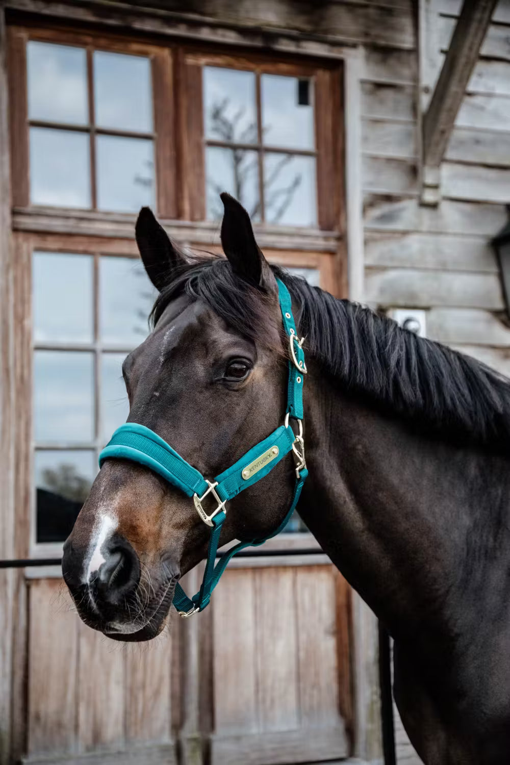 Kentucky Velvet Halster