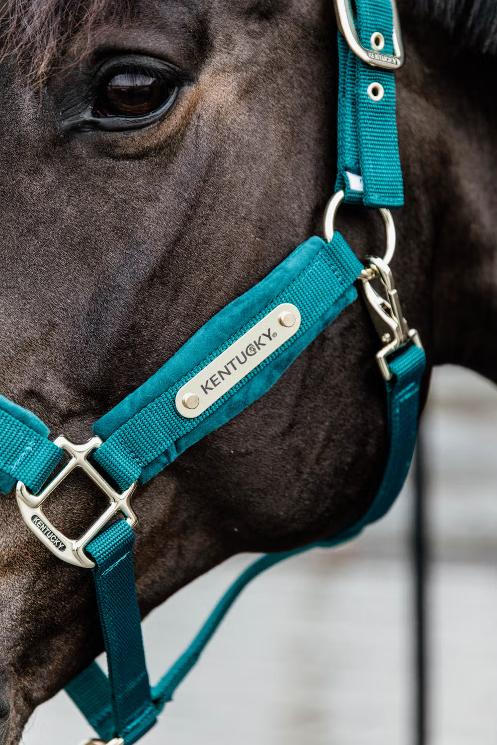 Kentucky Velvet Halster