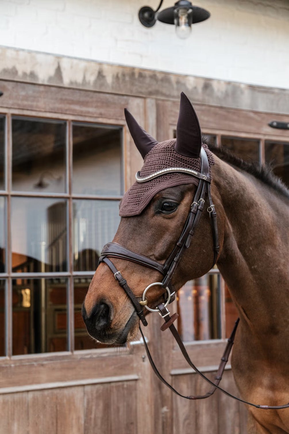 Kentucky Oornetje Wellington – detailfoto 6