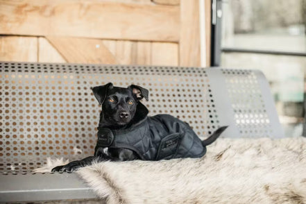 Kentucky Hondenjasje Original