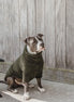 Kentucky Honden sweater Teddy Fleece