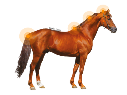 Animaderm Derfen Clear Lotion – Soothes &amp; Protects Sensitive Skin