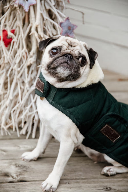 Kentucky Hondenjasje Original