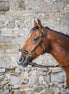 Dy'on Hackamore Hoofdstel - D Collection