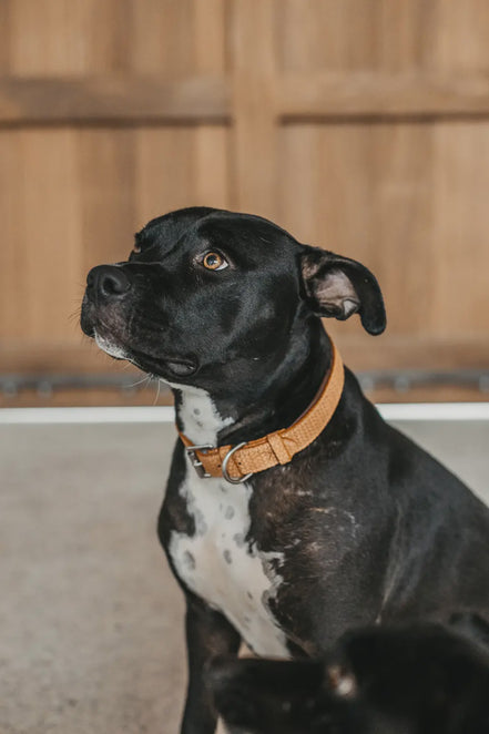 Dy'on Basket Dog Collar