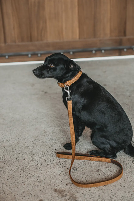 Dy'on Basket Honden Lijn 1m