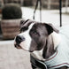 Kentucky Dog Coat Waterdicht 160gr – detailfoto 7